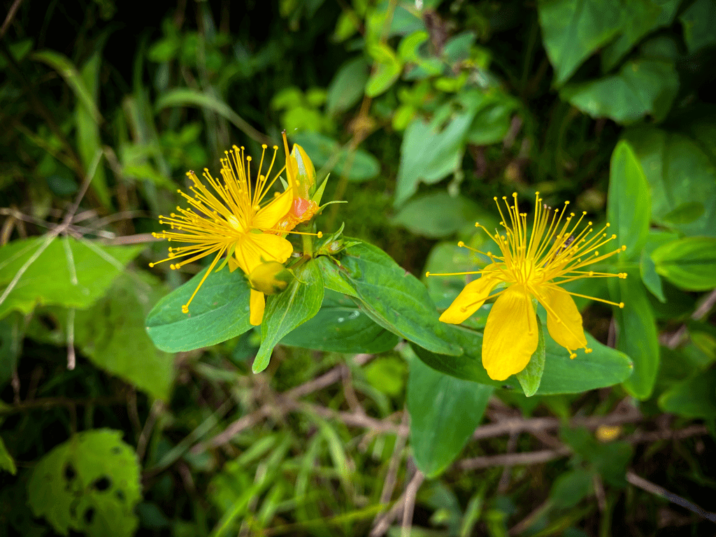yellow spring wildflowers in tennessee