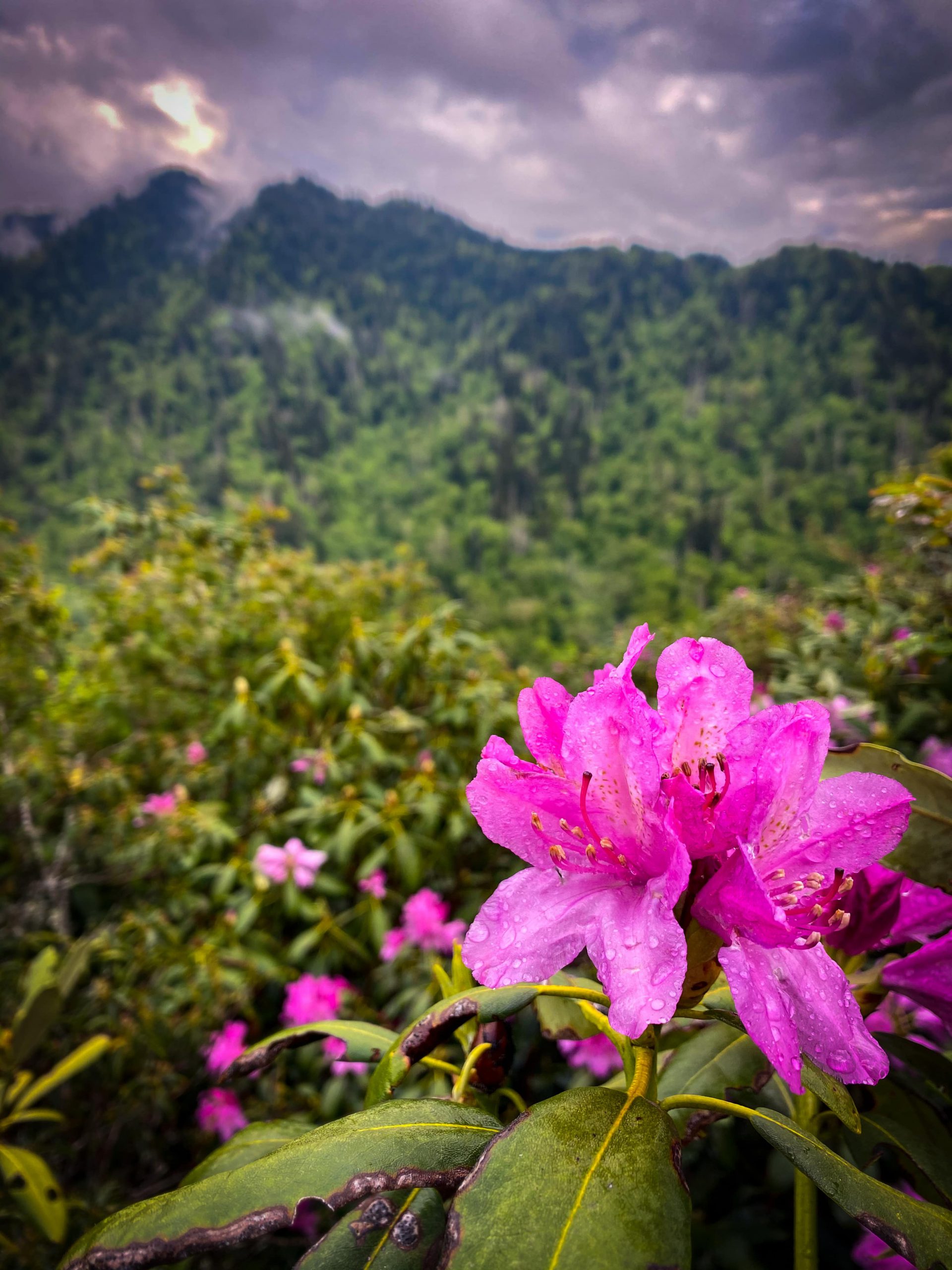 pink wildflower with stormy mountain view 
