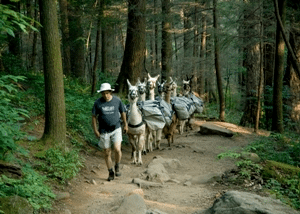 man and a pack of llamas on the trillium gap trail